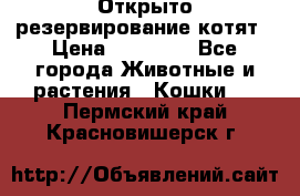 Открыто резервирование котят › Цена ­ 15 000 - Все города Животные и растения » Кошки   . Пермский край,Красновишерск г.